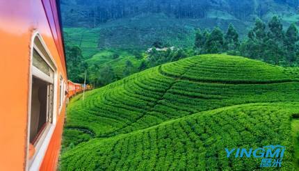 Tea plantations, Sri Lanka