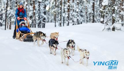 Dog sledding in Lapland, Finland