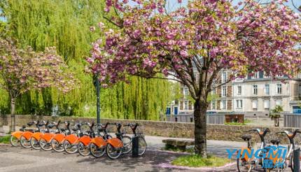 Cherry blossoms and bikes in the park, Nantes, France